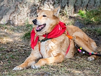 Adoptuj Warszawiaka  Wydarzenie promujące adopcję zwierząt. Organizator: Schronisko dla Bezdomnych Zwierząt "Na Paluchu". 18 sierpnia 2019, Park Raszyński w Raszynie. : park raszyński, adoptuj warszawiaka, na paluchu, schronisko dla zwierząt, centrum warszawy, raszyn